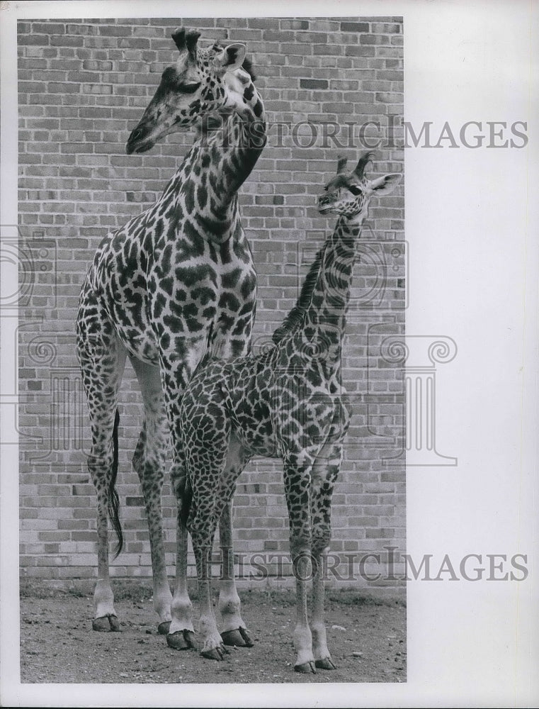 1968 A mother &amp; baby giraffe at Cleveland, Ohio zoo-Historic Images