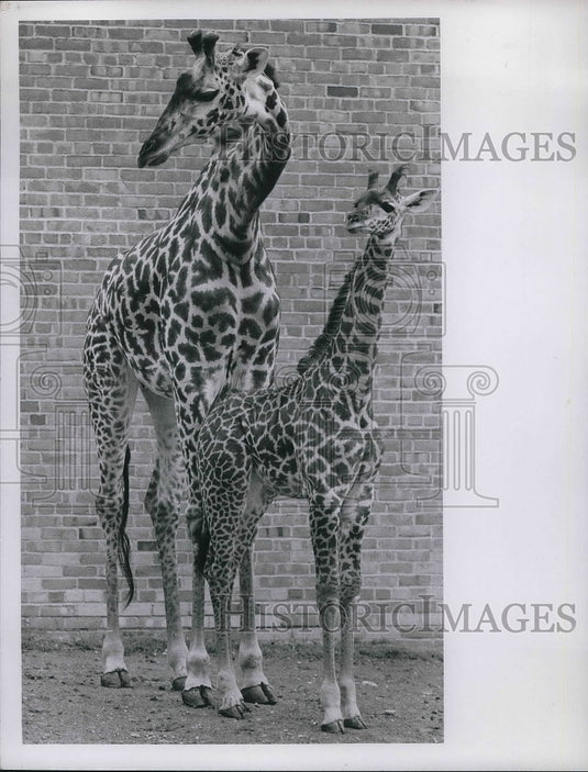 1968 A mother & baby giraffe at Cleveland, Ohio zoo-Historic Images