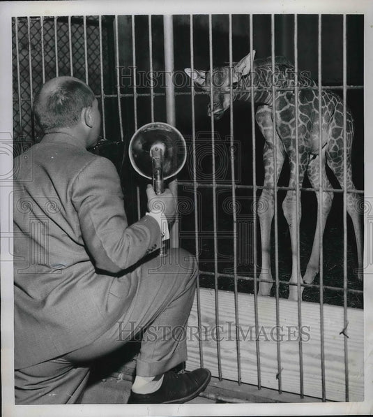 1952 Press Photo Wash. D.C. a photographer with a baby giraffe at the zoo - Historic Images