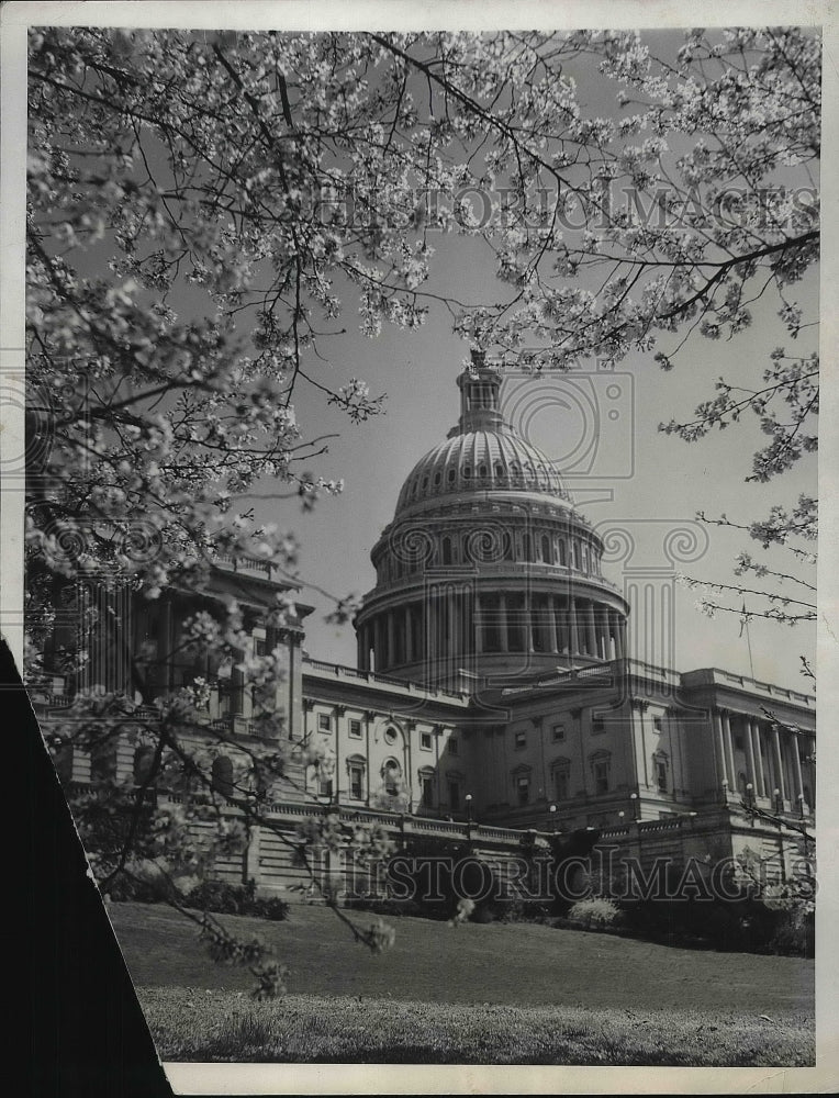 1935 Cherry tree blossoms in Wash.D.C. Capital-Historic Images