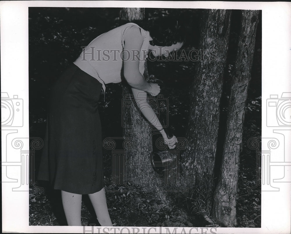 1955 Press Photo Woman Spraying hole of tree to kill mosquito outbreak-Historic Images