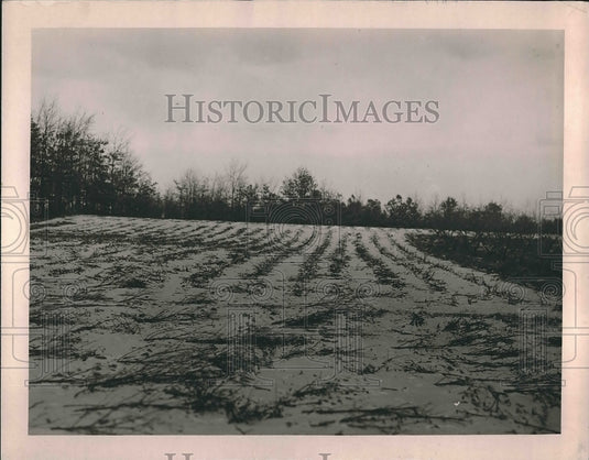 1919 Press Photo Billy Dansey Case - Historic Images