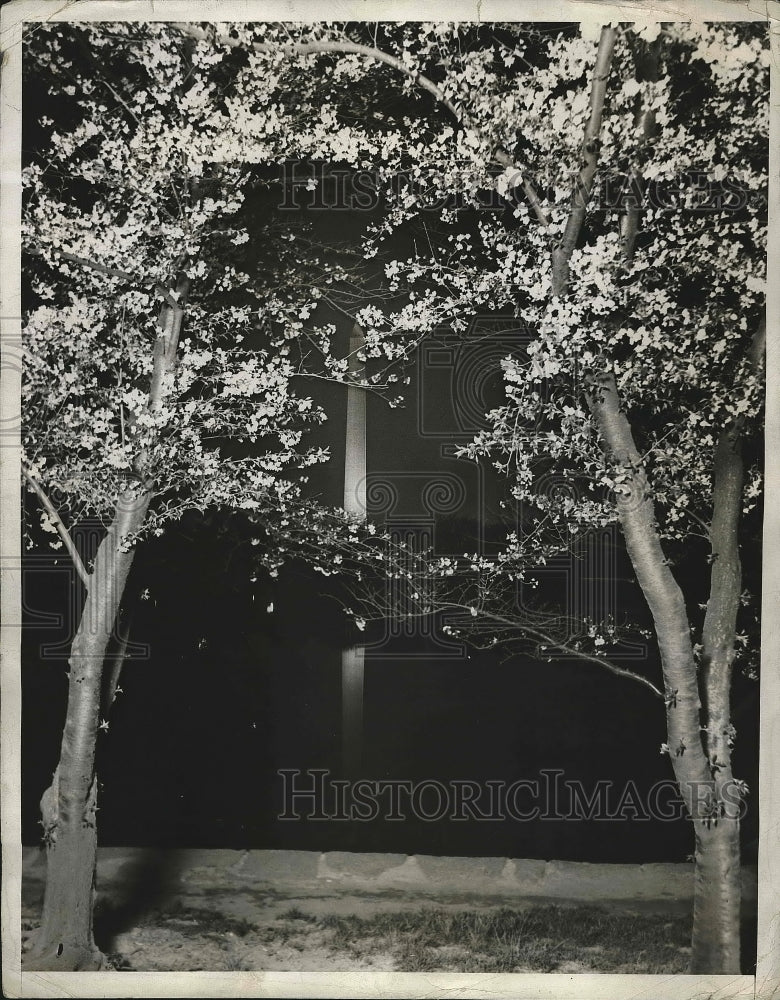 1932 Press Photo Japanese Cherry Blossoms, Tidal Basin, Washington, D. C. - Historic Images