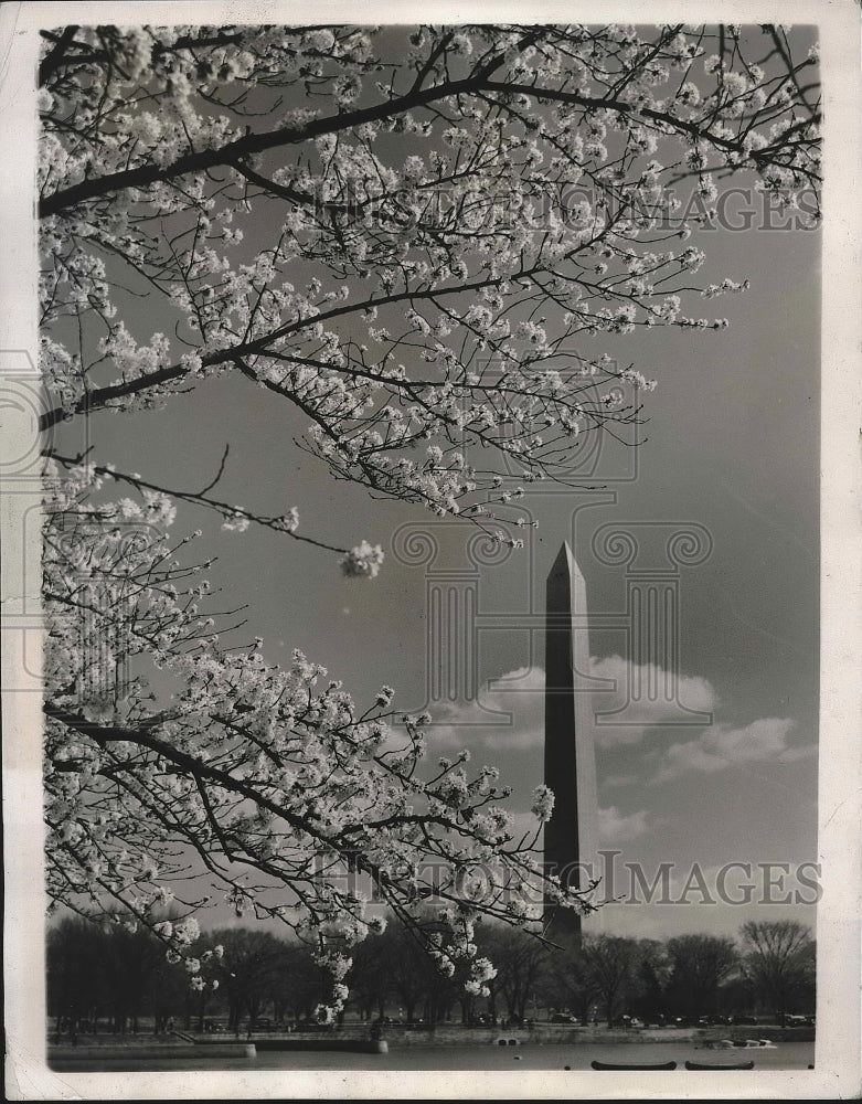 1939 The Famed Cherry Blossoms, Tidal Basin, Palm Sunda-Historic Images