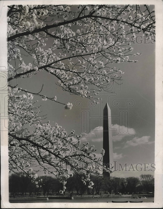 1939 The Famed Cherry Blossoms, Tidal Basin, Palm Sunda-Historic Images