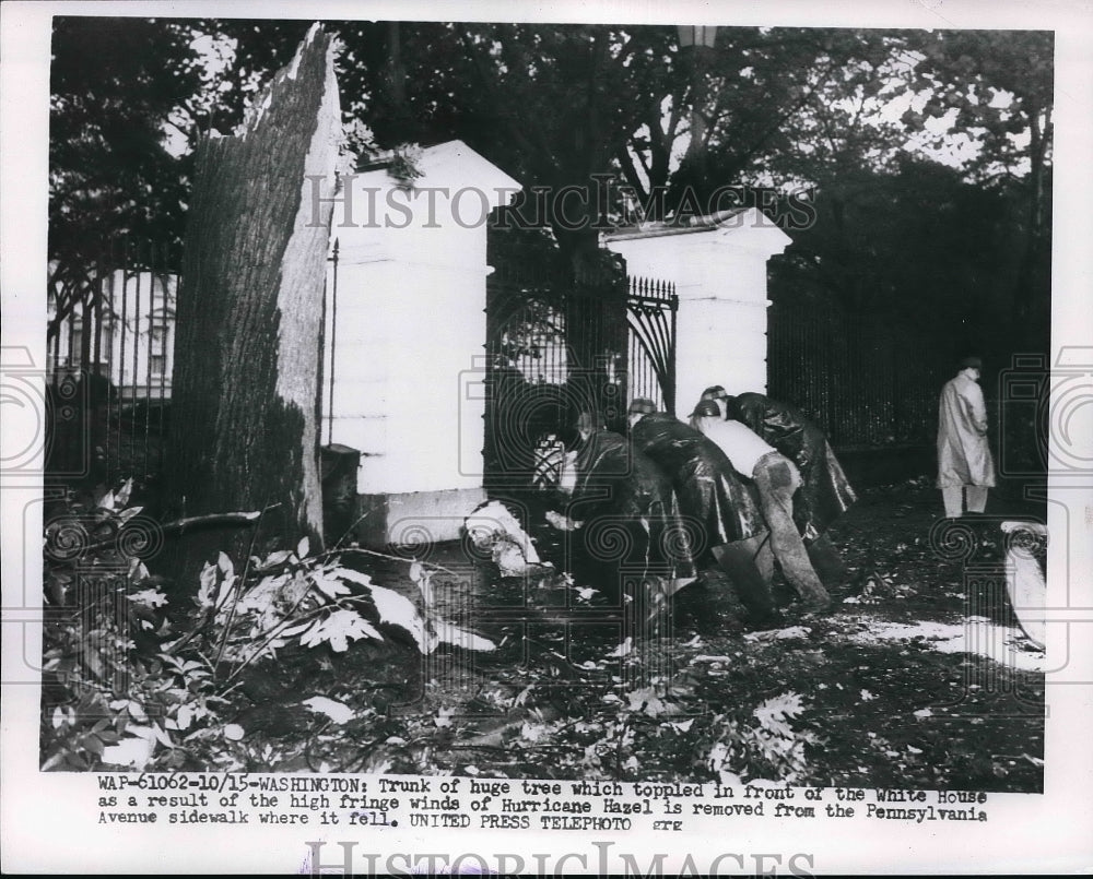 1954 Press Photo Toppled tree in front of the White House - Historic Images