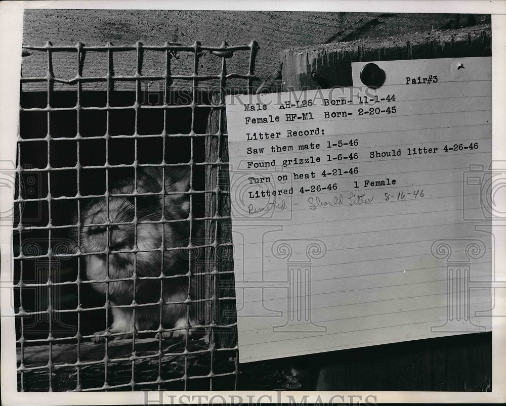 1946 Press Photo View Of Card Attached To Cage With Records Of Grizzle &amp; Mating - Historic Images