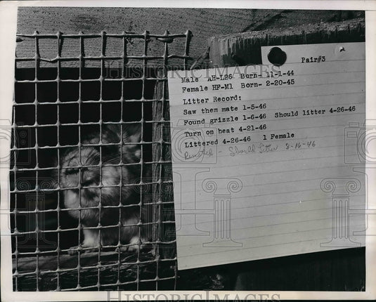 1946 Press Photo View Of Card Attached To Cage With Records Of Grizzle & Mating - Historic Images