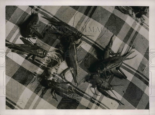 1937 Press Photo Crickets Regaling Themselves With Table Cloth & Chewing Hole - Historic Images