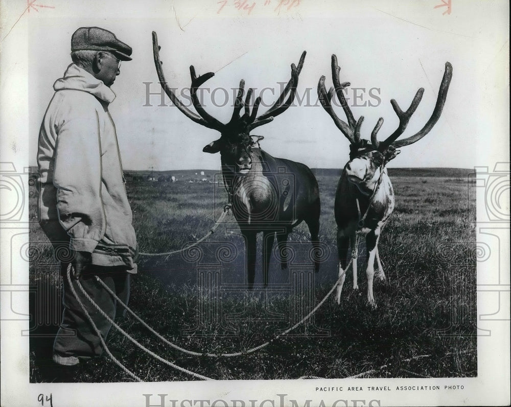 1965 Press Photo Alaska Reindeer Farm Imported From Siberia - Historic Images