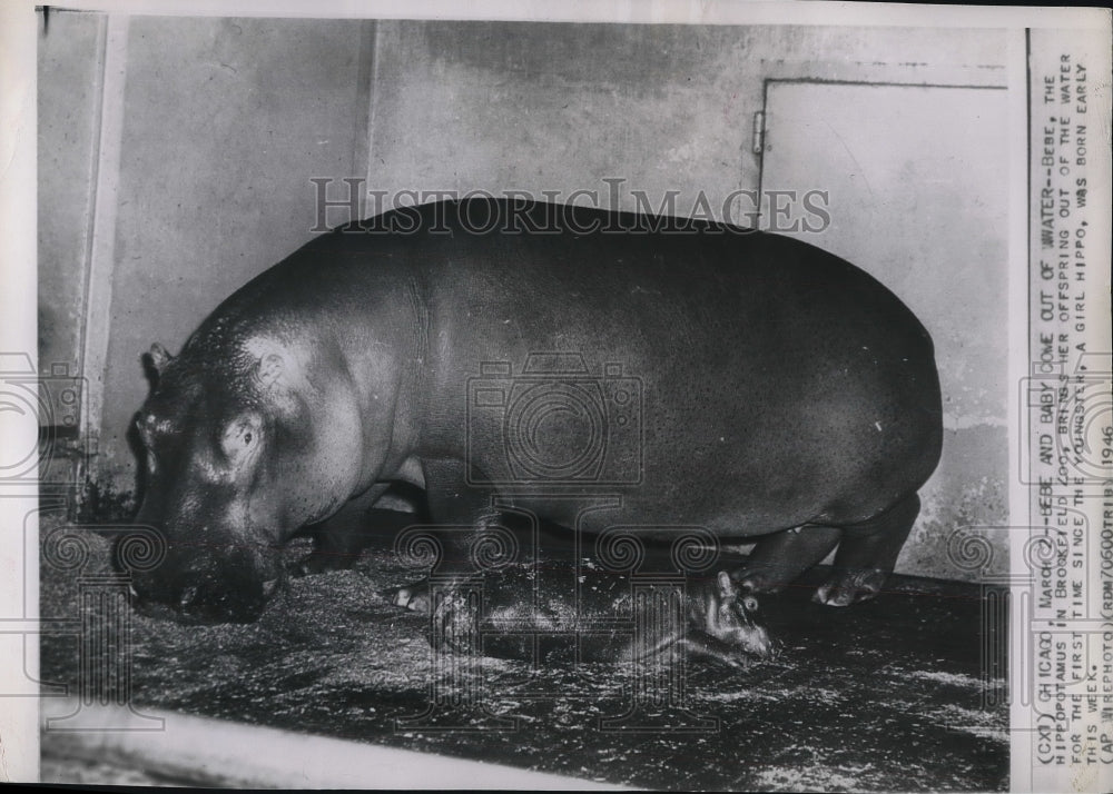 1946 Press Photo Bebe The Hippo Brookfield Zoo With Babies - Historic Images