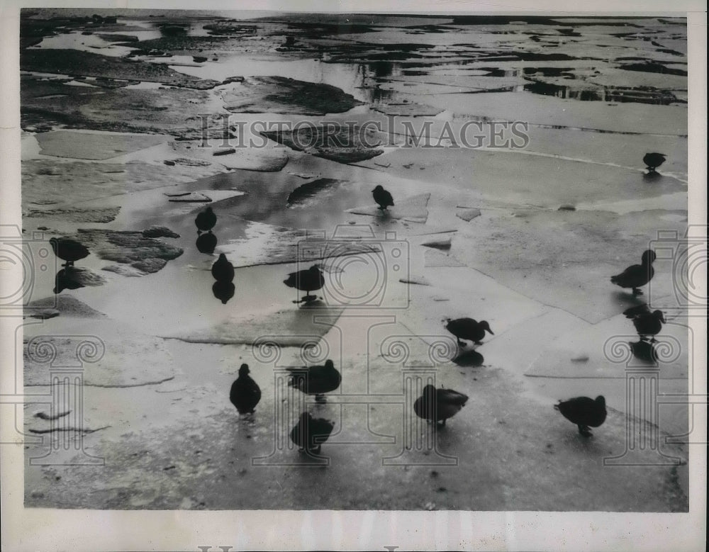 1938 Press Photo Ducks in Berlin Germany-Historic Images