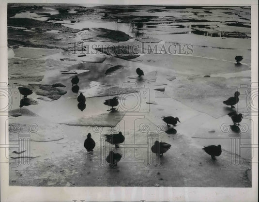 1938 Press Photo Ducks in Berlin Germany-Historic Images