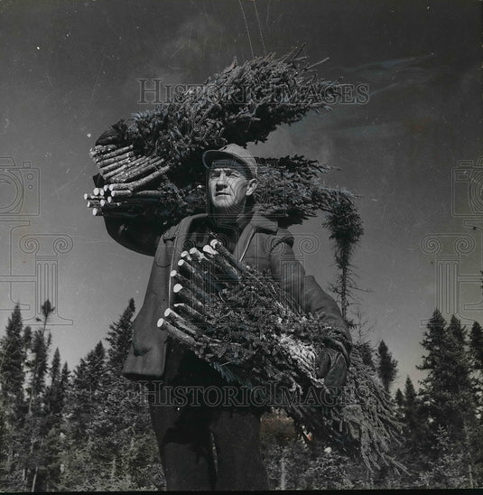 1955 Press Photo Christmas Trees - Historic Images