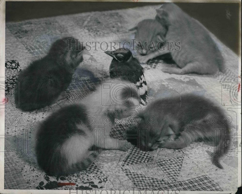 1952 Lloyd Beetley Hutchinson Kansas Kittens - Historic Images