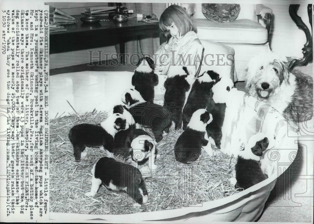 1970 Press Photo 11 English Sheepdog Puppies in Wading Pool - Historic Images