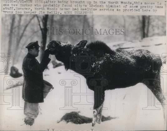 1941 Press Photo Bronx zoo keeper Jim Reilly & a Canadian moose - Historic Images
