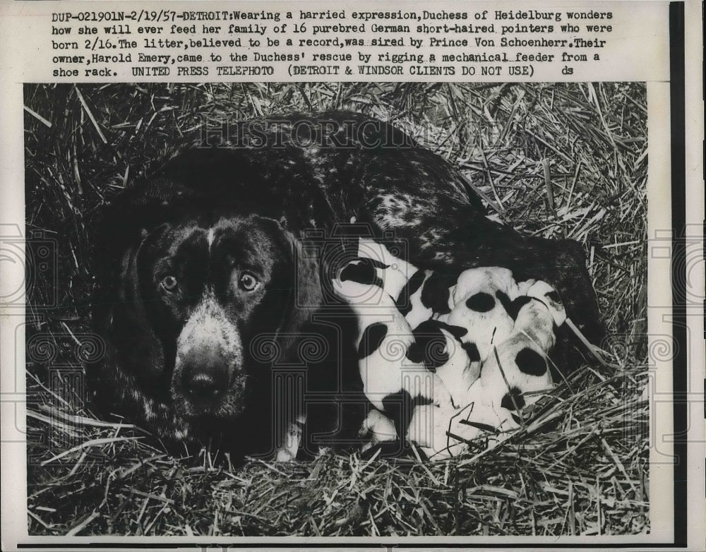 1957 Press Photo Detroit, Mich Duchess, a short haired pointer with 16 puppies - Historic Images