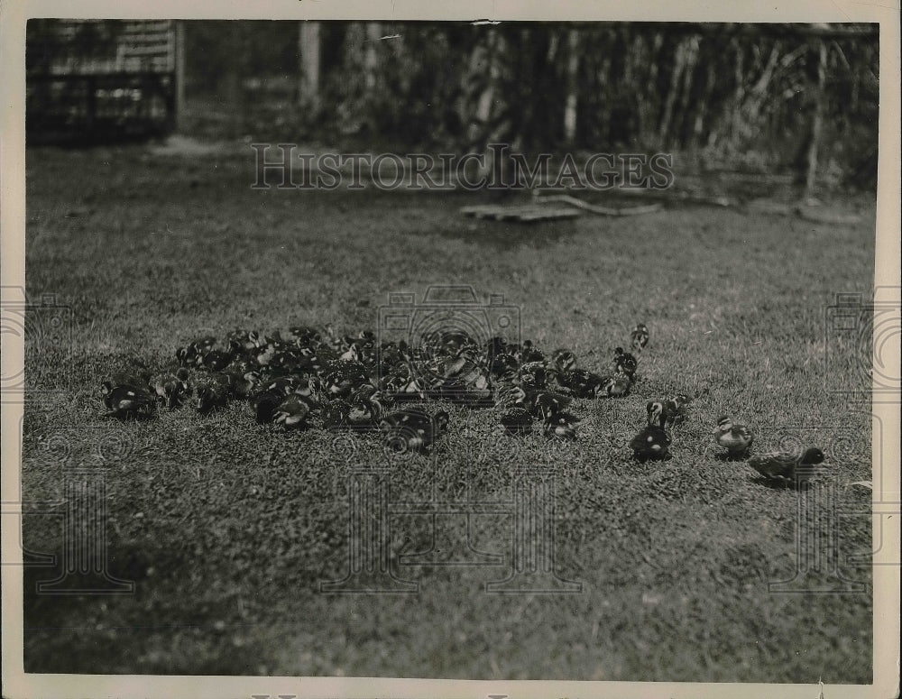 1923 Press Photo Group of Baby Mallard Ducks Nature Photography - Historic Images