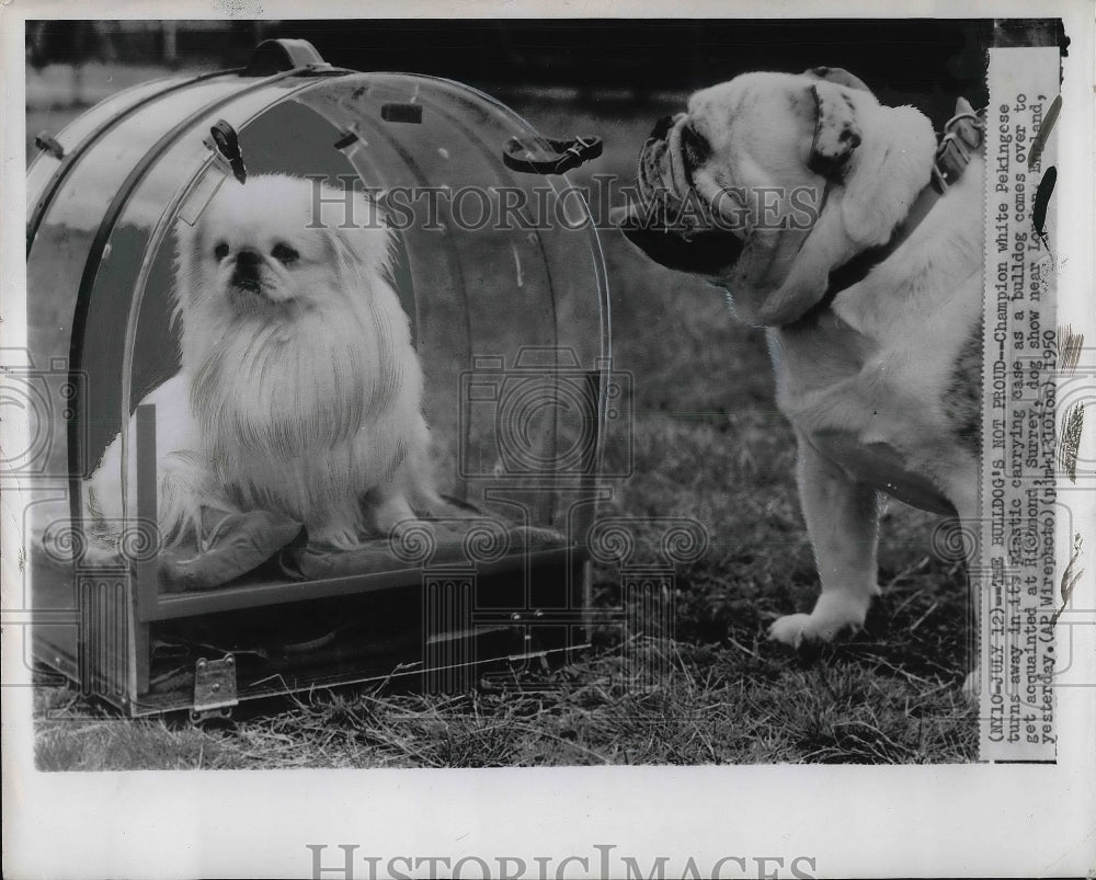 1950 Press Photo Champion White Pekingese And Bulldog show Richmond Surrey - Historic Images