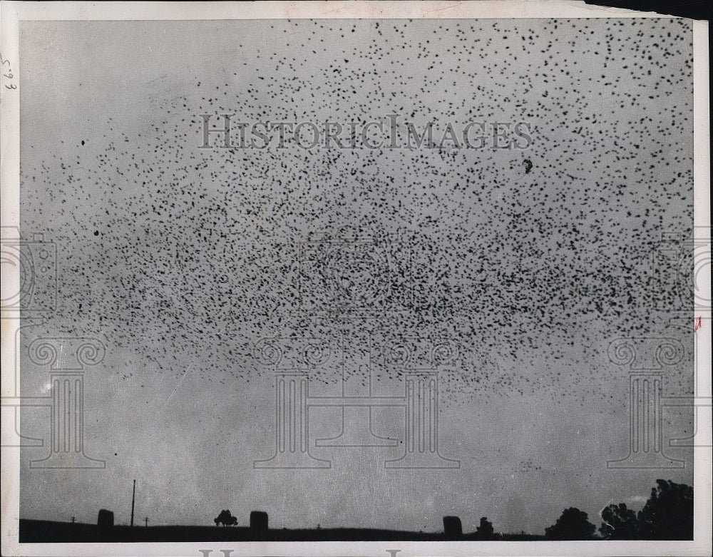 1960 Press Photo Starlings Migrating Sidney Australia - Historic Images