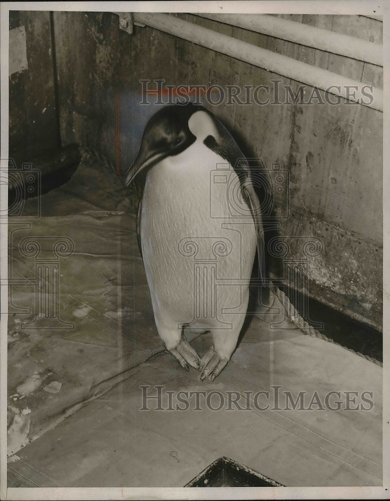 1940 Press Photo Penguins At The Zoo Animals - Historic Images