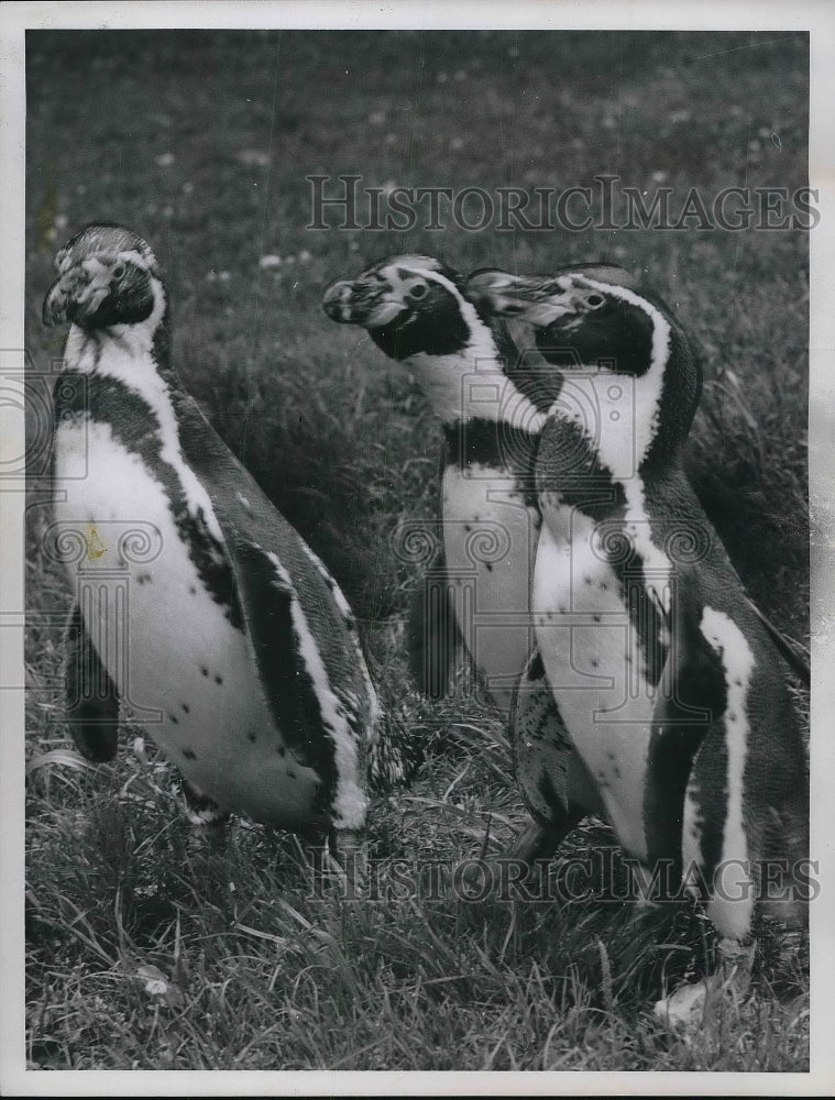 1961 Press Photo Cleveland Zoo Humboldt Penguins Robert Quinlan-Historic Images