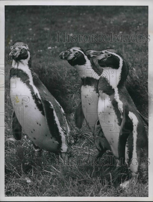 1961 Press Photo Cleveland Zoo Humboldt Penguins Robert Quinlan-Historic Images