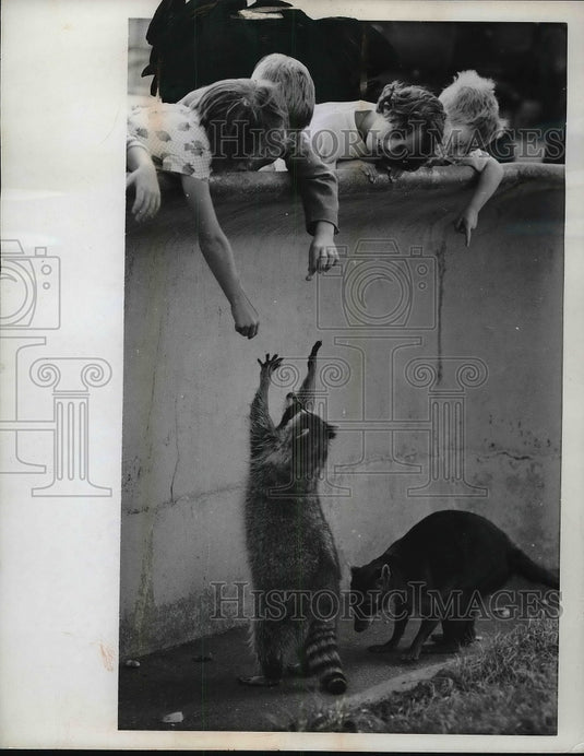 1961 Press Photo London England Regents Park Zoo Raccoons - Historic Images