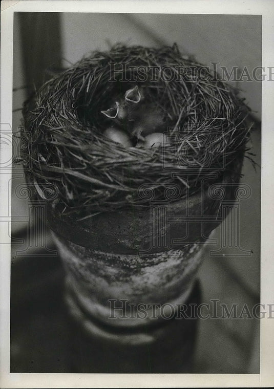 1933 Press Photo Baby robing in their nest await feeding by parents - Historic Images
