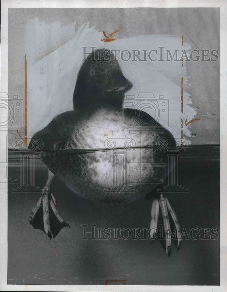 1963 Press Photo Barrow&#39;s Golden Eyed Duck - Historic Images