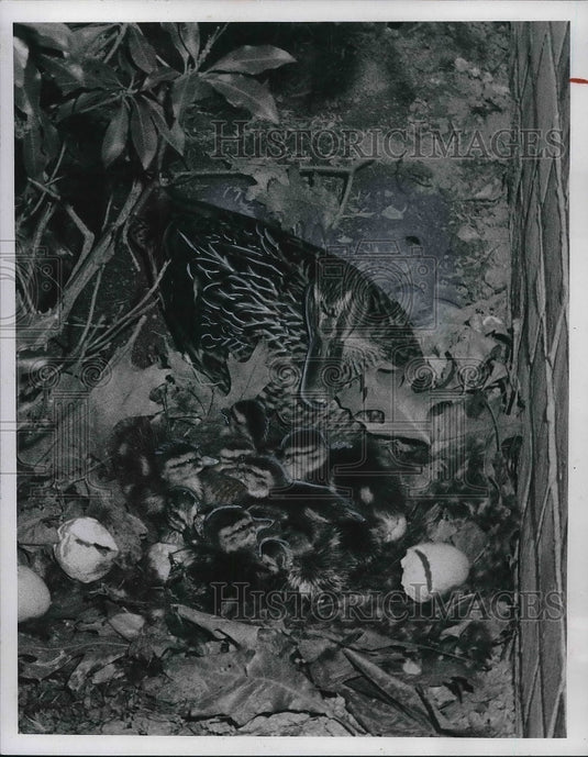 1967 Press Photo Matilda a mallard hen at Cleveland zoo with ducklings - Historic Images