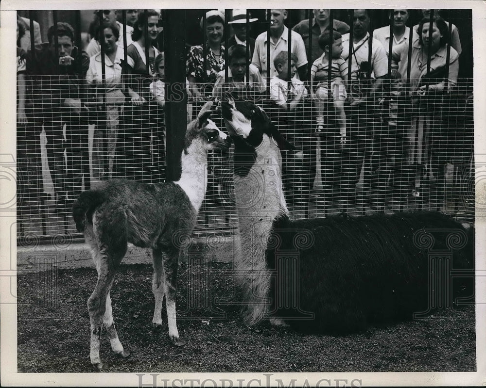 1950 Press Photo A Llama and her baby - Historic Images