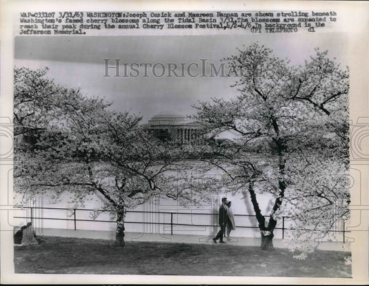 1963 Strolling Beneath Washington's Famed Cherry Blossom - Historic Images