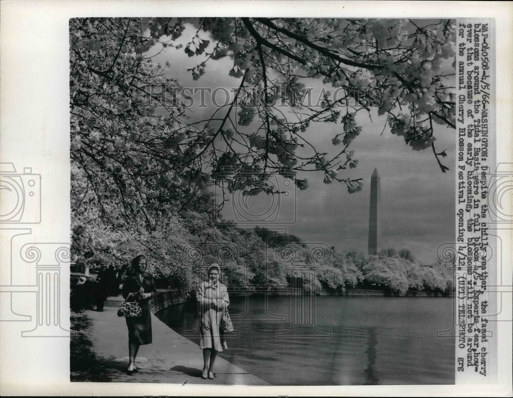 1966 Press Photo Famed Cherry Blossom Trees in Washington - Historic Images