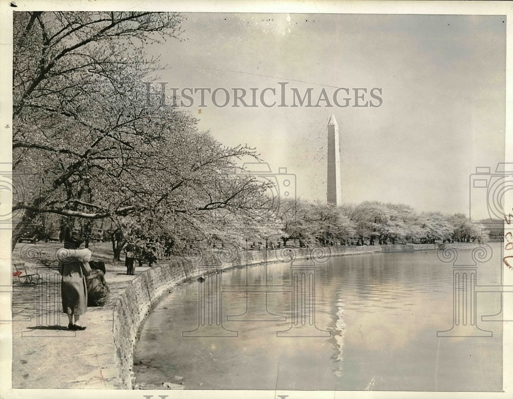 1937 Famed Cherry Blossom Trees in Washington - Historic Images