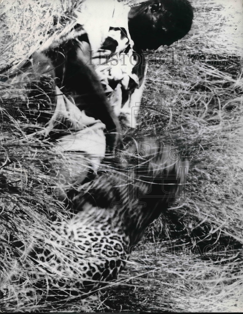 Press Photo Scene From Below The Sahara Shows Boy Being Attacked By A Leopard-Historic Images