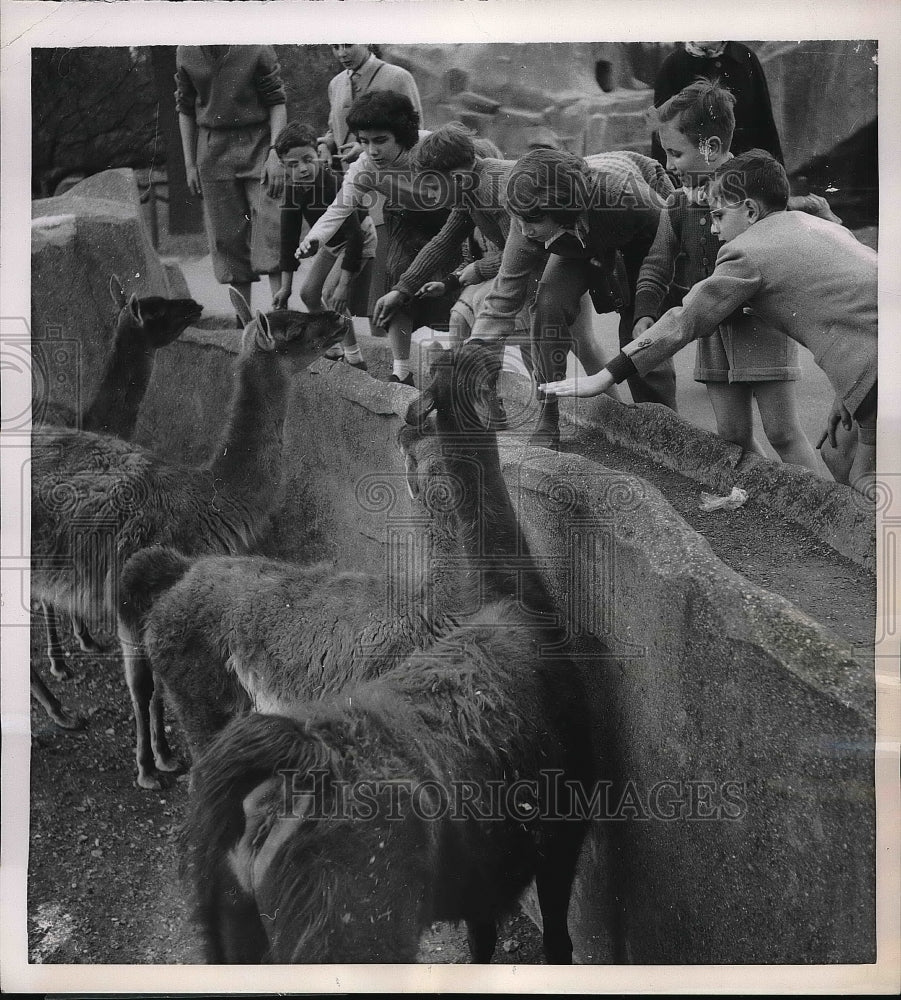 1956 Press Photo Paris Children Pet Llama In Vincennes Zoo - Historic Images