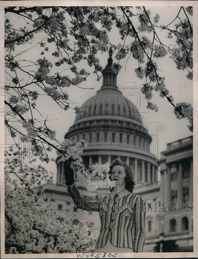 1939 Agnes Mills admires cherry blossoms near Capitol Bldg. in D.C. - Historic Images