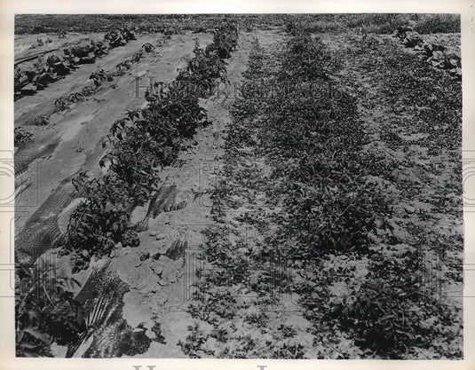Press Photo The back-breaking job of weeding and cultivating around growing - Historic Images
