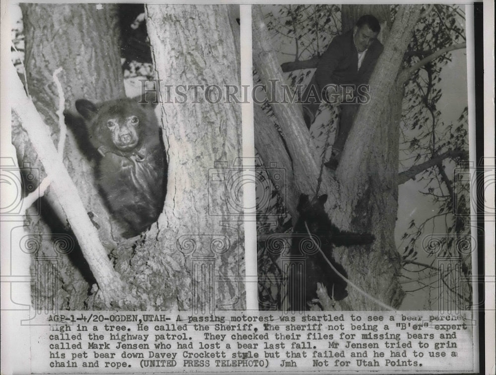 1955 Press Photo Mr. Jensen rescuing his pet bear - Historic Images