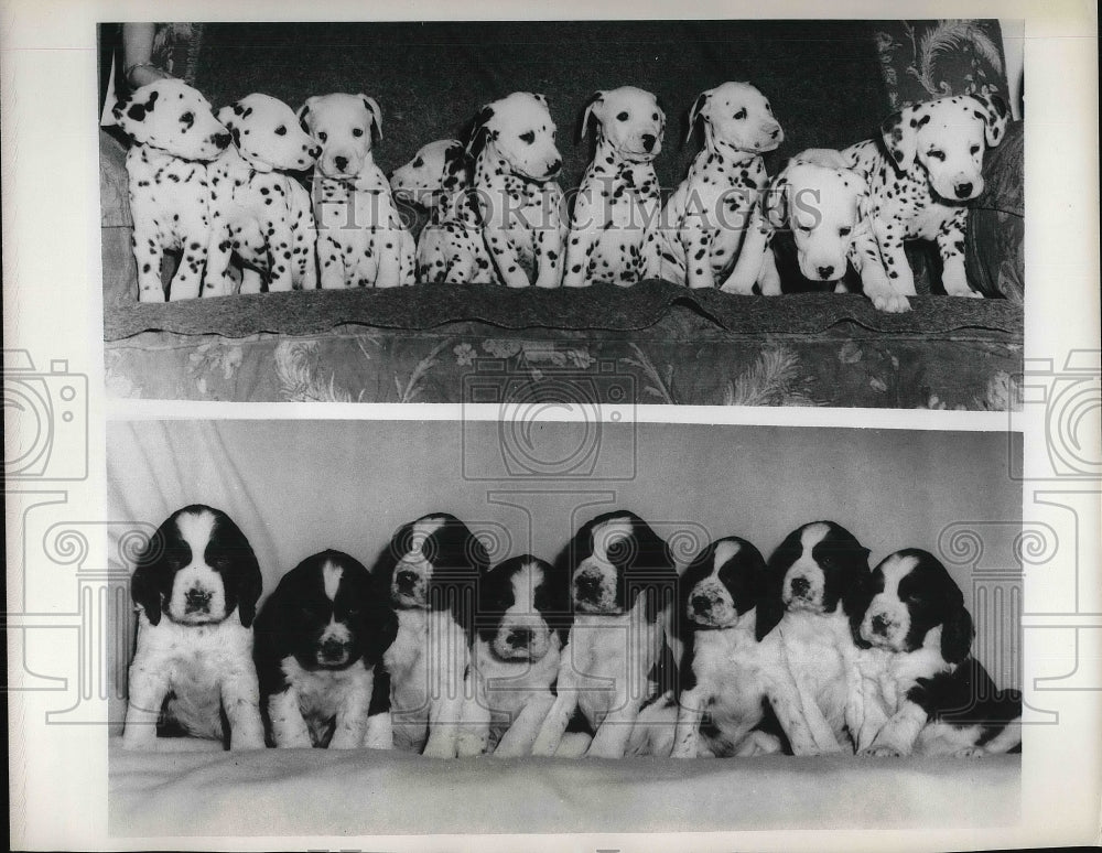 1967 Champion Litters of Dalmatian and Springer Spaniels - Historic Images