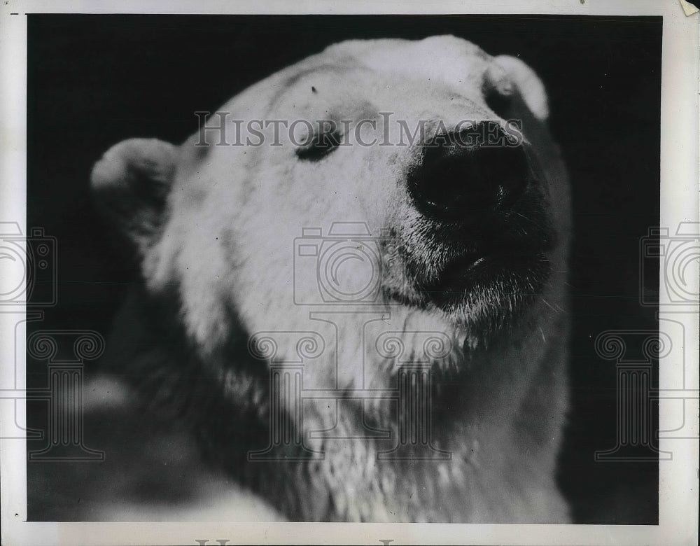 1947 Press Photo Male Polar Bear Frisky Squints His Eyes At The Sun-Historic Images