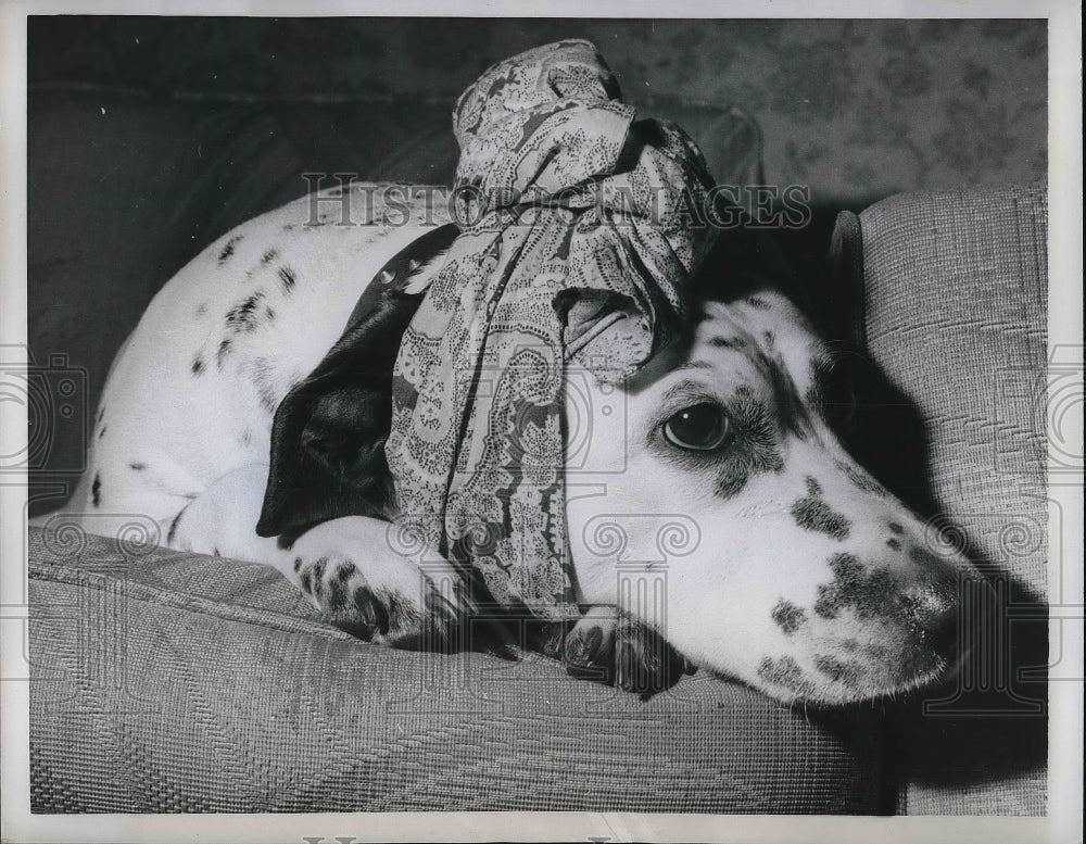 1960 Press Photo Dalmatian Named Jill Has A Toothache-Historic Images