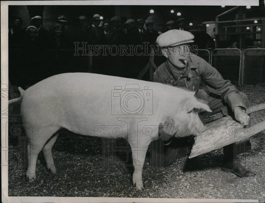 1934 Purdue's Model 7 month old Grand Chap pig - Historic Images