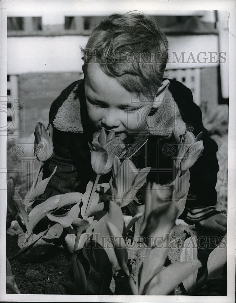 1956 Press Photo Bruce Atkins Smelling Tulips - Historic Images