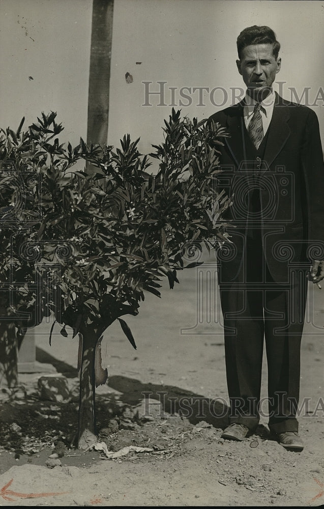 1932 Press Photo Fred Seaman &amp; Orange Tree - Historic Images