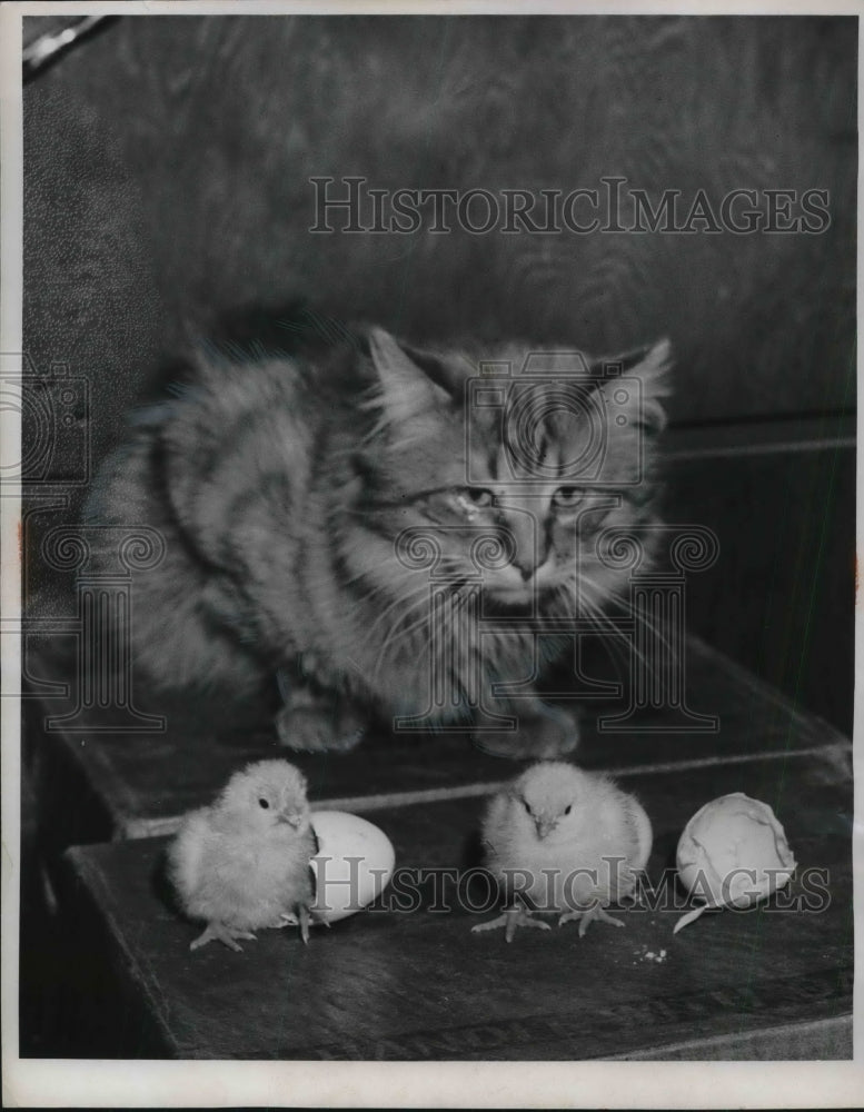 1958 Press Photo Petey, Persian Cat Looking at Two Baby Chicks - Historic Images