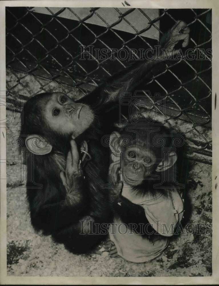 1950 Press Photo Two Chimpanzees at Cleveland Zoo - Historic Images