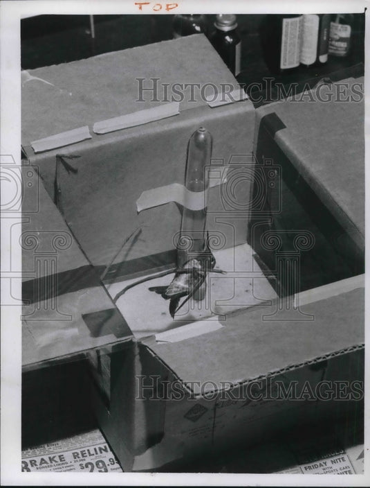 1960 Press Photo Anna's Hummingbird in a Traveling Box Made by Don Bleitz of LA - Historic Images